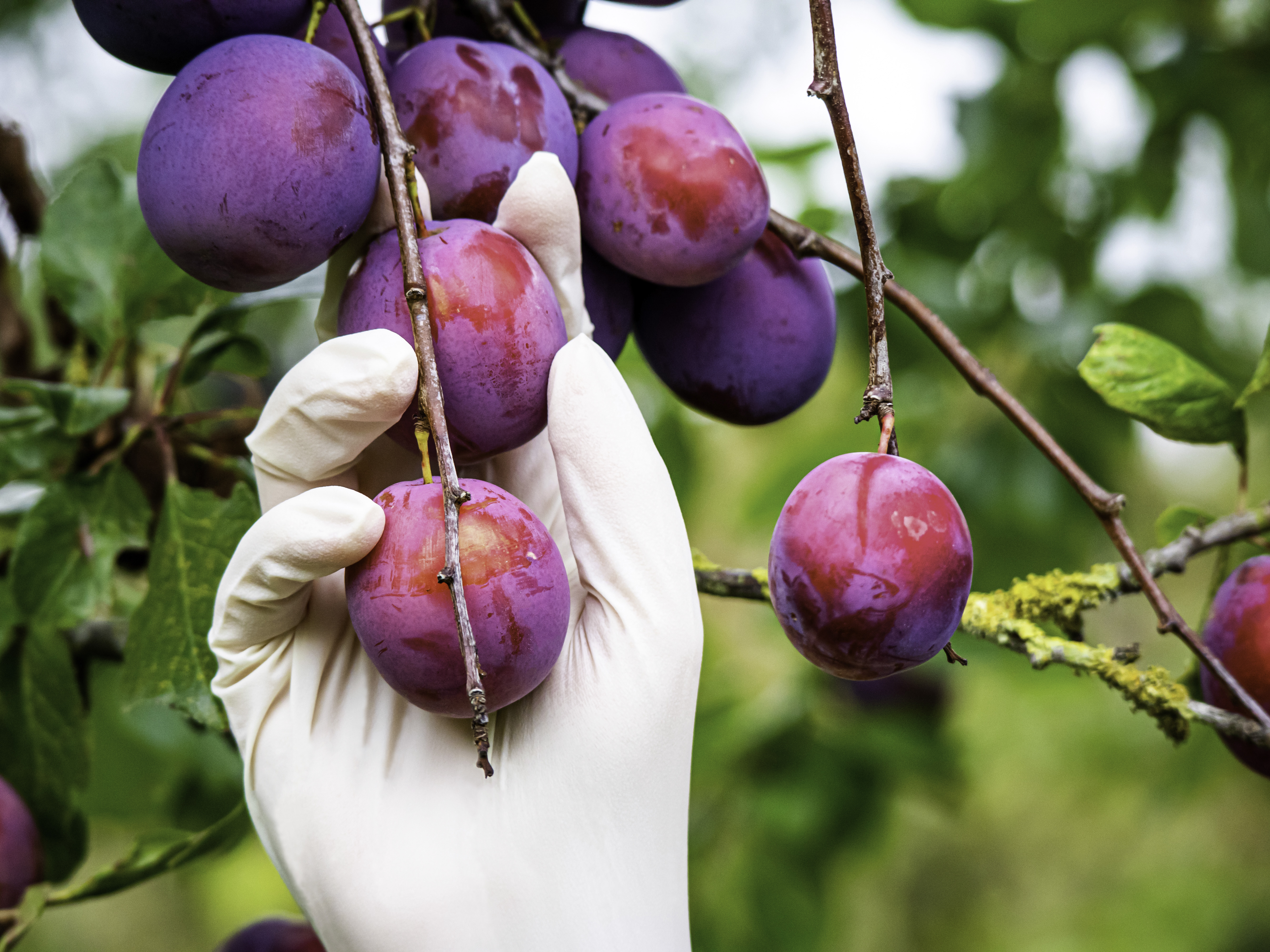 Aurelia Vibrant Powder Free Latex Gloves